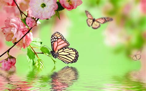 Wallpaper Pink flowers blossom, spring, butterfly, water reflection 2880x1800 Picture, Image