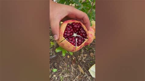 Amazing pomegranate cutting skills - The pomegranates are very fresh # ...