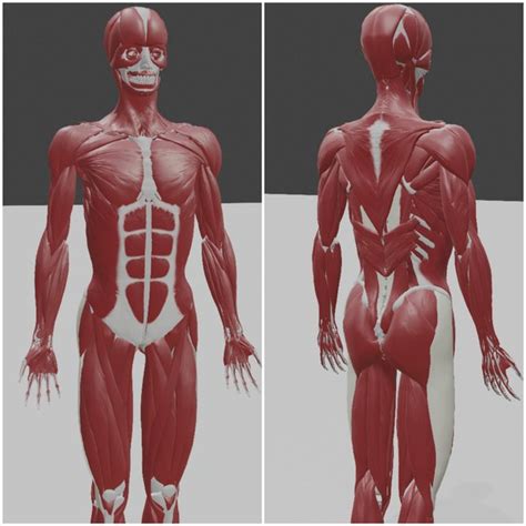 3D human muscle body - TurboSquid 1681704