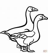 Two Geese coloring page  Free Printable Coloring Pages sketch template