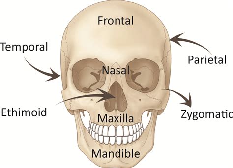 Floor Of Skull Labeled Diagram Topology | Viewfloor.co