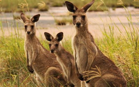 kangaroo, Marsupial Wallpapers HD / Desktop and Mobile Backgrounds