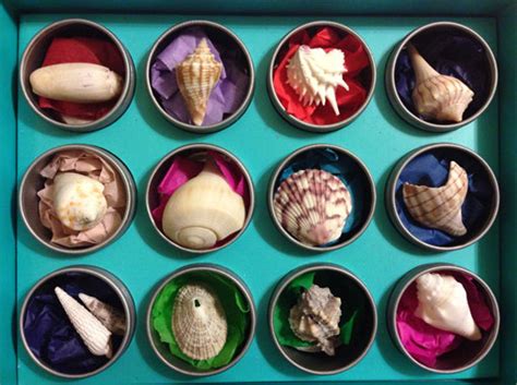 Sanibel Island Shells Guide: Finding the Best Seashells - Scenic States