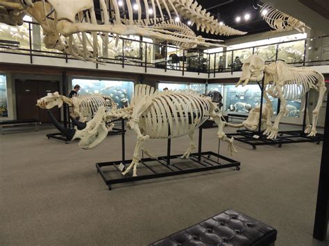 Museum of Osteology, Oklahoma City | Places ive been, Museum, City