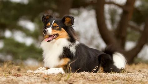 Sheltie Mix Puppies