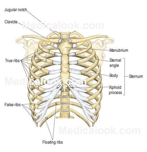 What Are Neck Ribs Human - Yahoo Image Search Results Leg Muscles Diagram, Muscle Diagram, Body ...