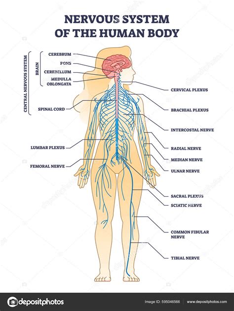 Nervous System Human Body Nerve Network Anatomy Outline Diagram Labeled Stock Vector by ...