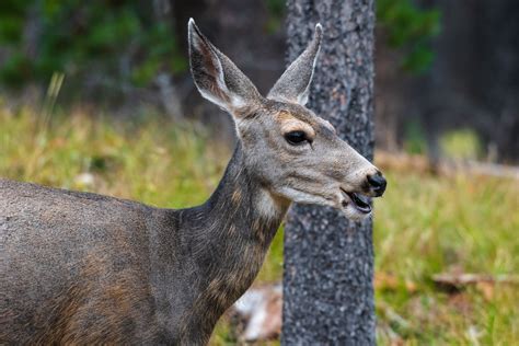 Wyoming, 2019 - Landscape and Wildlife Photography Adventure — Bryson B ...