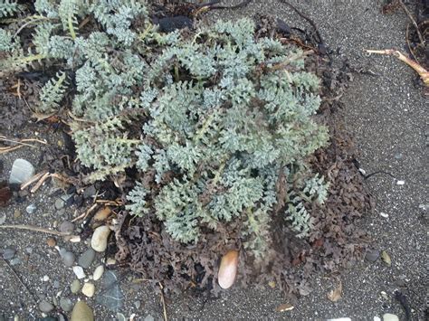 Yellow Horned Poppy from Glenburn, New Zealand on July 24, 2022 at 08: ...