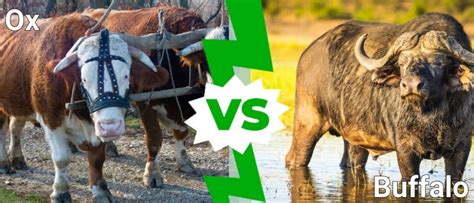 Ox Vs Buffalo: What Are the Differences? - A-Z Animals