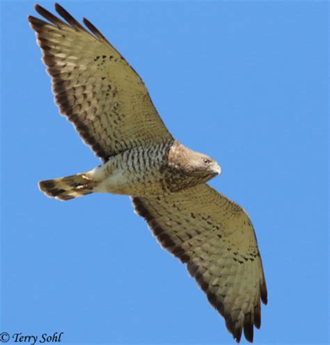 Identification Keys and Tips - Common (Buteo) Hawks