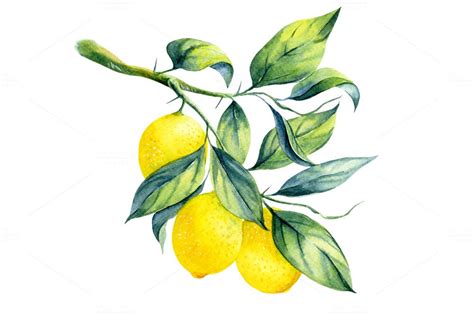 Watercolor lemon branch | Lemon images, Lemon watercolor, Watercolor fruit