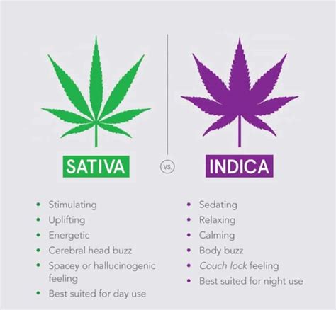 Indica vs Sativa - The Real Difference - Greenpoint Seeds