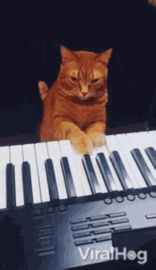 Cat Playing Piano Meme GIFs | Tenor