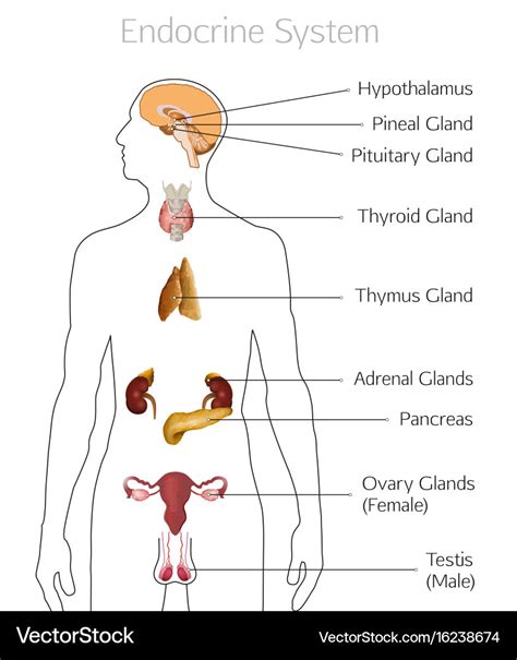 Endocrine system image Royalty Free Vector Image