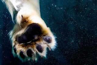 Polar Bear Paw - 1 | Peter Halling Hilborg | Flickr