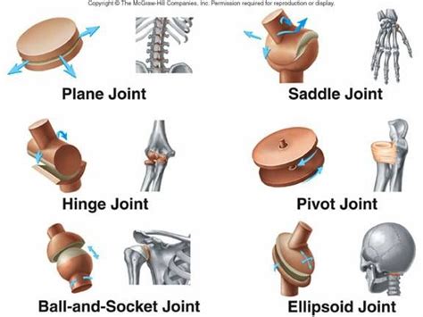 Synovial (movable) Joints | Synovial joint, Joints anatomy, Human anatomy and physiology