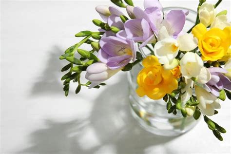 Purple Freesia Flower Meaning | Best Flower Site