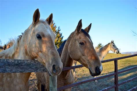 Akhal-Teke Horse - The Livestock Conservancy