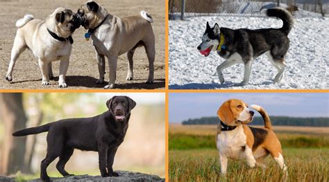 8 Types of Dog Tails (With Pictures and Examples!)