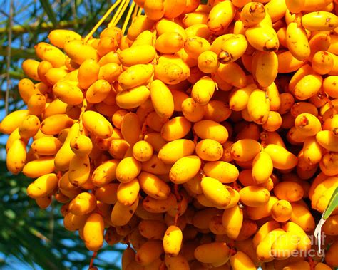 Palm Tree Fruit 2 Photograph by Nancy L Marshall