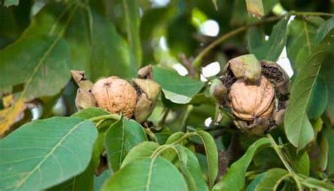 Walnut Farming Information Guide | Agri Farming