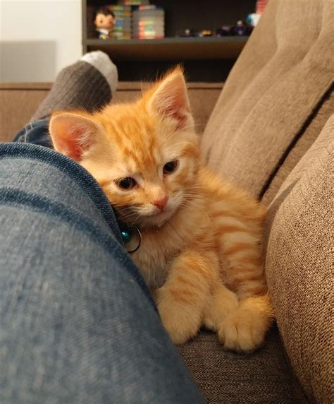 Meet Trooper adopted a month ago! | Cute cat gif, Ginger kitten, Cute baby cats