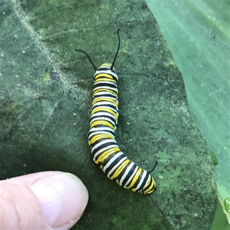 Identifying Two Common Garden Caterpillars | New Jersey Audubon