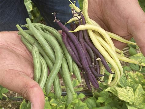 Yard and Garden: Growing Beans in the Home Garden | News