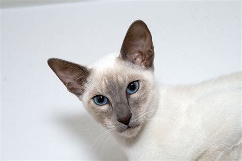 Siamese Cats Types | Siamese Cats And Kittens