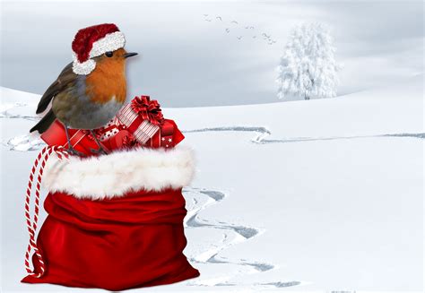 Christmas Robin In Hat Free Stock Photo - Public Domain Pictures