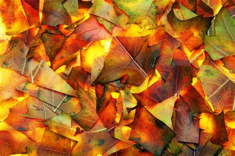 Abstract background from autumn leaves Photograph by Aleksandr Volkov - Fine Art America