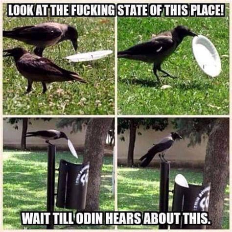 This crow meme : r/crows