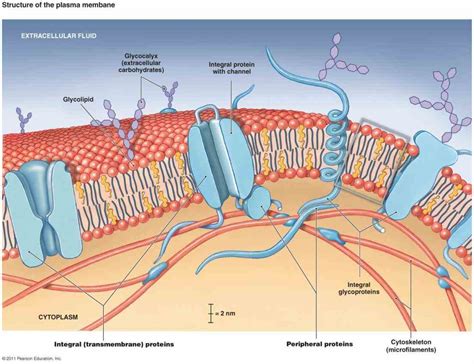 Glycoproteins In The Cell Membrane | MedicineBTG.com