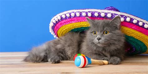 150 Perfecto Spanish Names for Your Cat - Cats.com