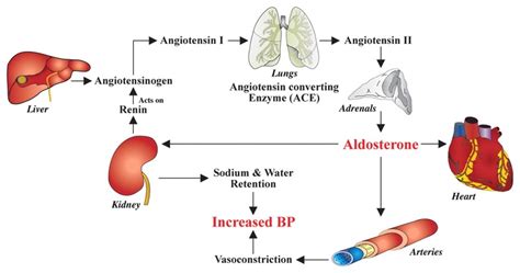 The renin-angiotensin-aldosterone system | Medicine | Pinterest