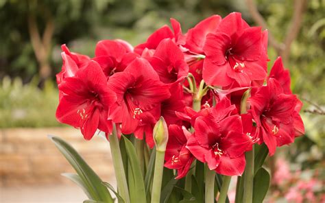 Photos Red Flowers Amaryllis Closeup 3840x2400