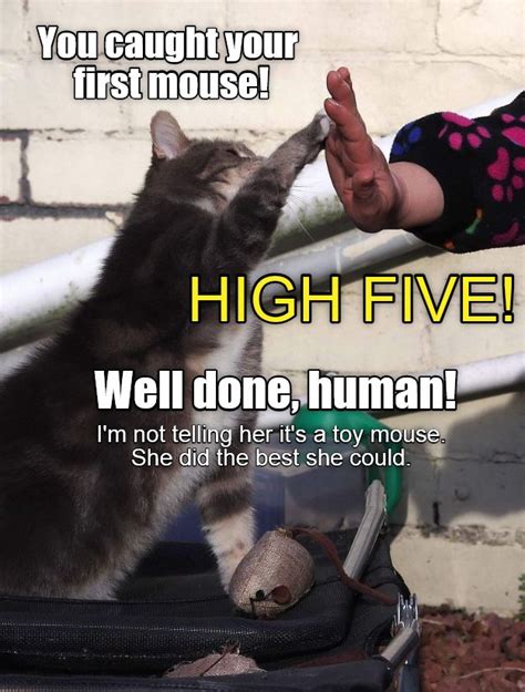 High Five! http://cheezburger.com/9014248192 | Cute animal quotes, Funny cat memes, Funny animals