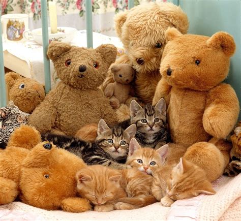 Pin by Myrthe Couvee on Katten | Sleepy kitten, Teddy bear, Teddy