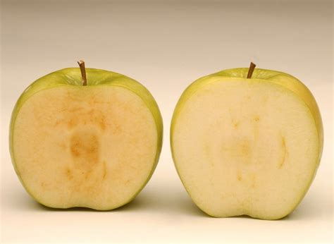 Future Elementary Science Educators: How Do You Like Them Apples? Genetically Modified?