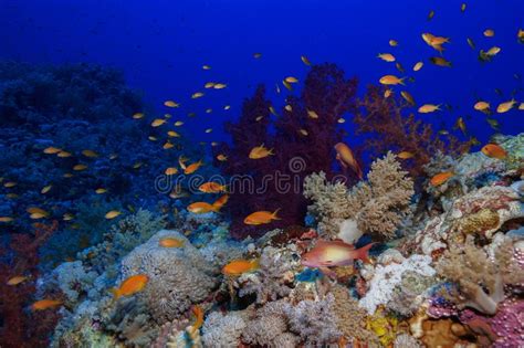 Coral Reef at the Red Sea, Egypt Stock Photo - Image of marine, spotted ...