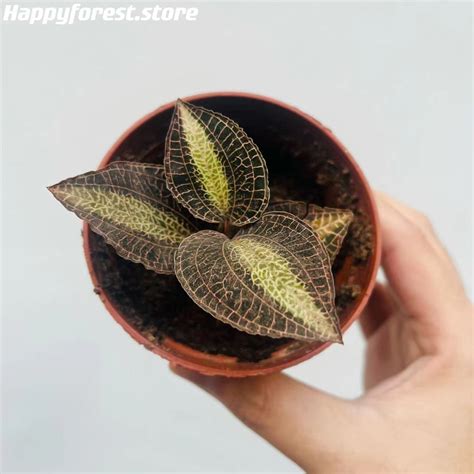 Jewel Orchid (Anoectochilus) for sale - HappyForestStore