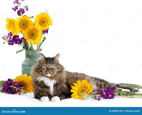 Tabby Cat With Sunflowers Stock Photo - Image: 50835739