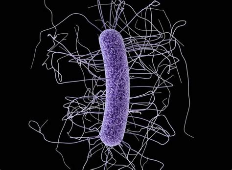 Infections by C.diff bacteria are on the rise and can cause serious problems - The Washington Post