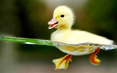 PFP Duck Wallpapers - Wallpaper Cave