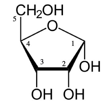 Ribose vs. Deoxyribose Sugar | Definition, Role & Structure - Lesson ...