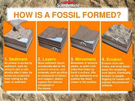 Fossil Formation - 林老师四年级班