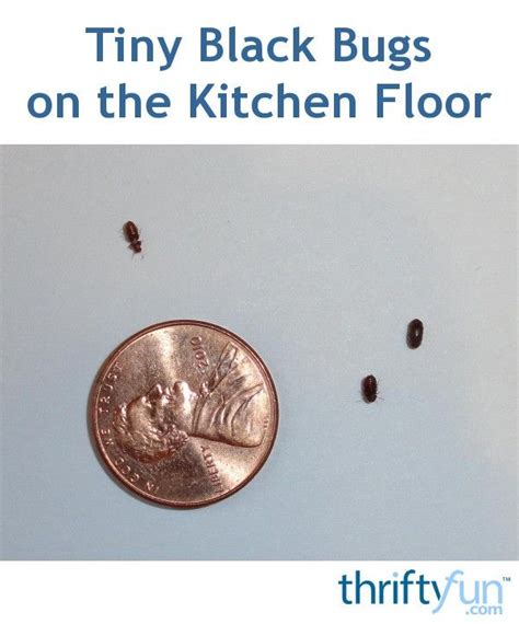 Tiny Dark Brown Bugs In Kitchen Cabinet | www.stkittsvilla.com