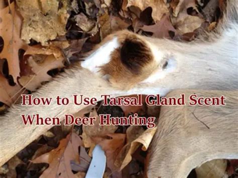 How to Use Tarsal Gland Scent When Deer Hunting - The Homestead Survival