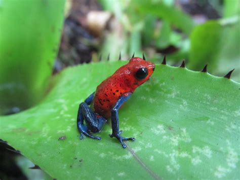 Eleven new species of rain frogs discovered in the tropical Andes | The ...